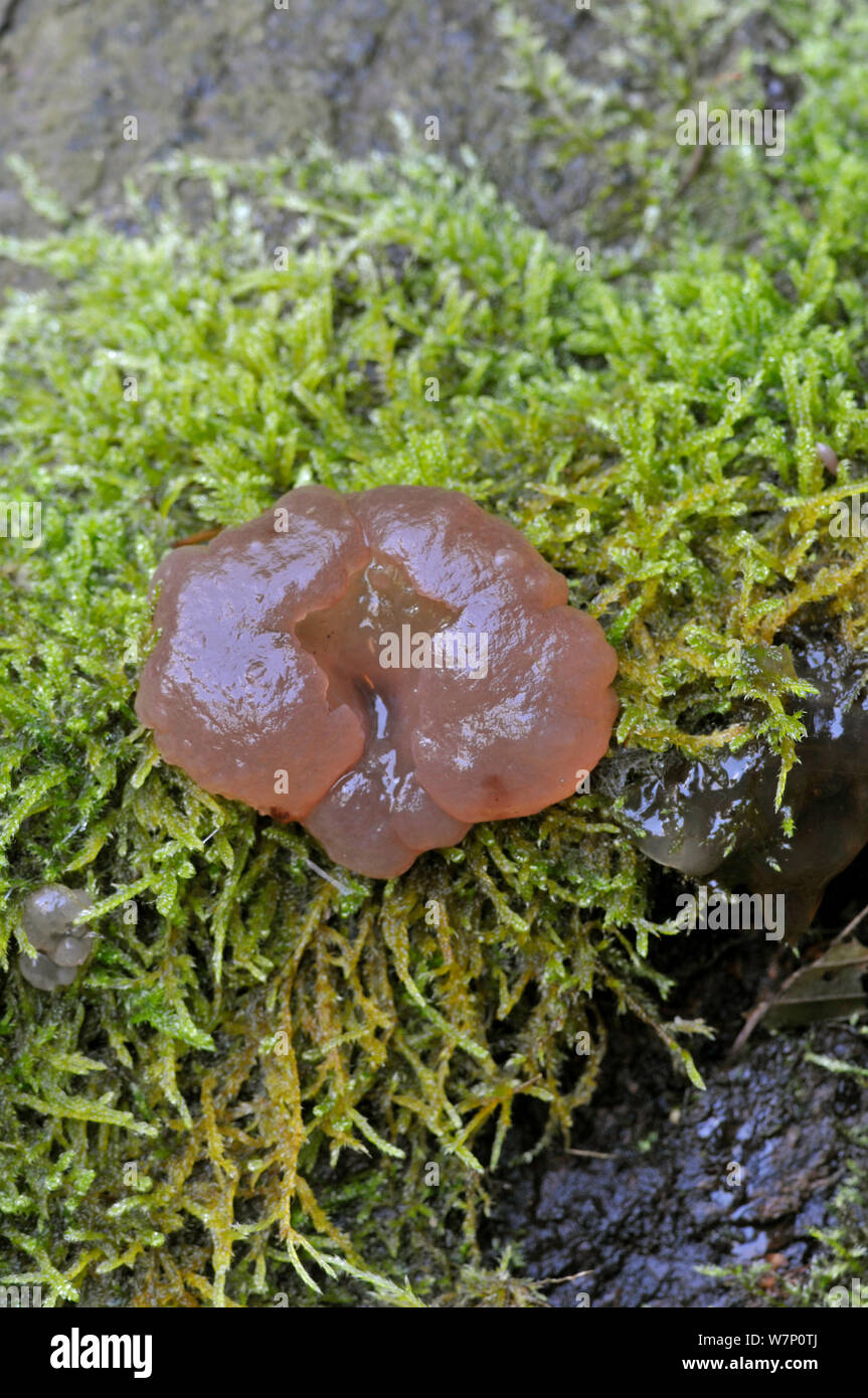 Beech jellydisc fungus (Neobulgaria pura), Surrey, England, UK, October. Stock Photo