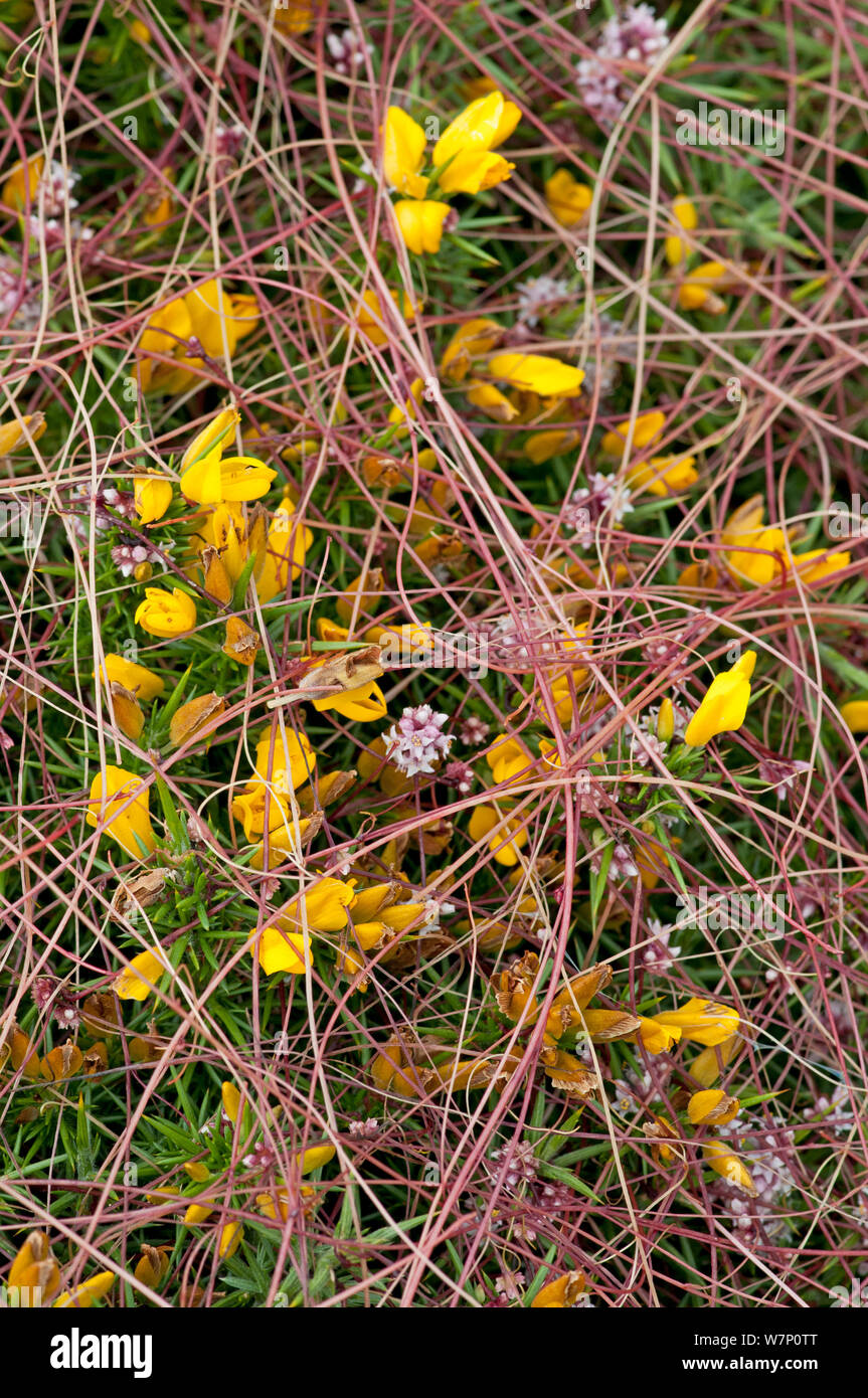 Common dodder (Cuscuta epithymum) parasitising Gorse (Ulex europaeus