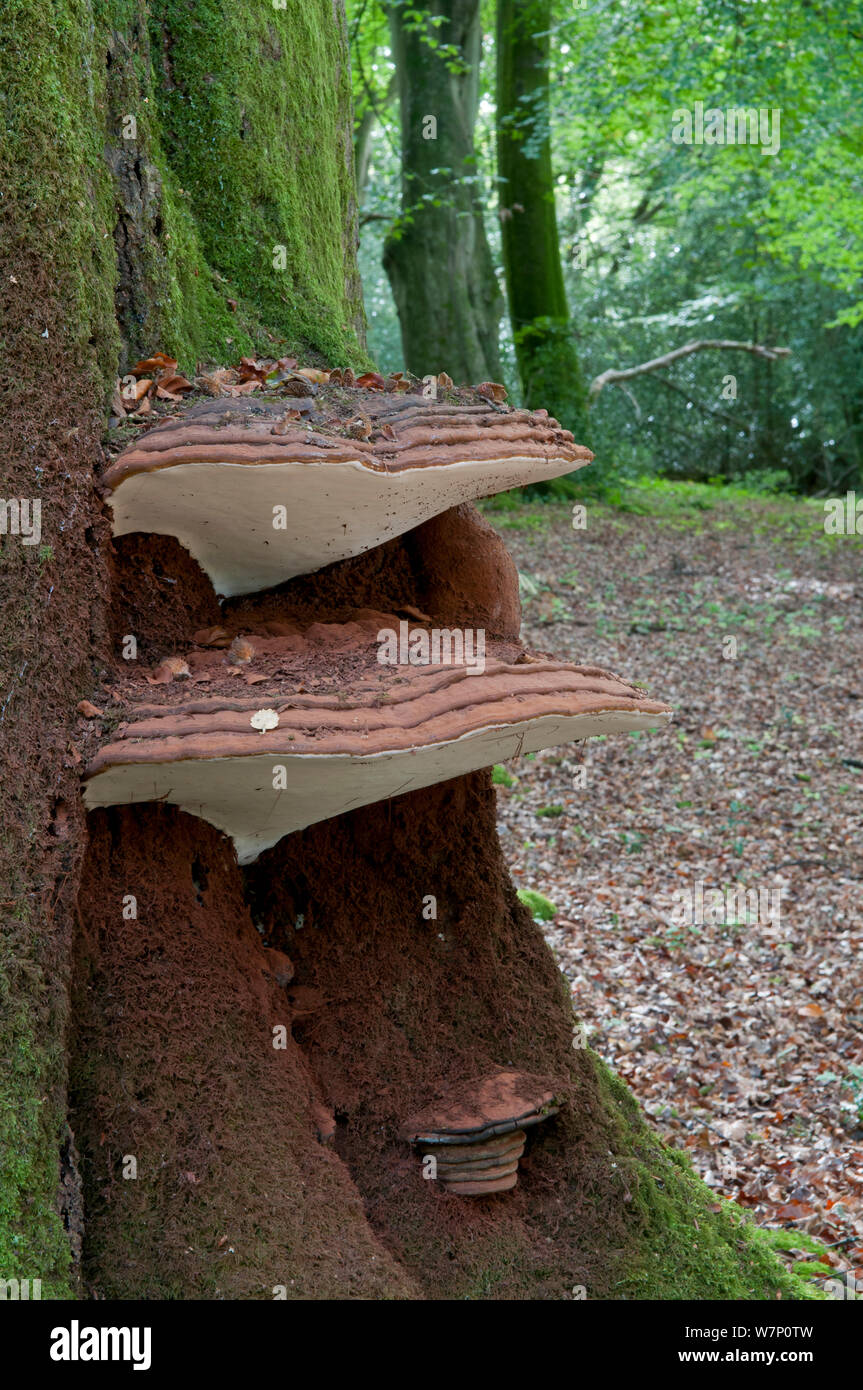 Southern bracket fungus (Ganoderma australe) growing on an ancient Beech (Northofagus) tree, Sussex, England, UK, October. Stock Photo