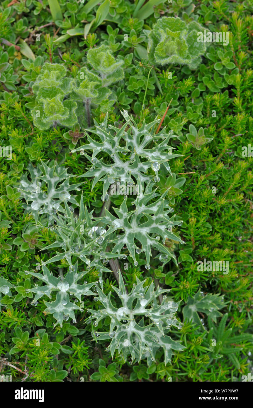 Alpine eryngo (Eryngium alpinum) leaves, Picos de Europa, Spain, June