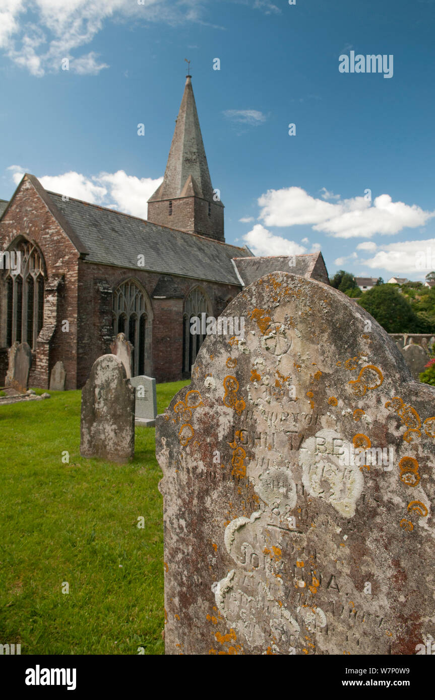 Lichen encrusted gravestone in churchyard, Slapton, Devon, England, UK, July. Stock Photo