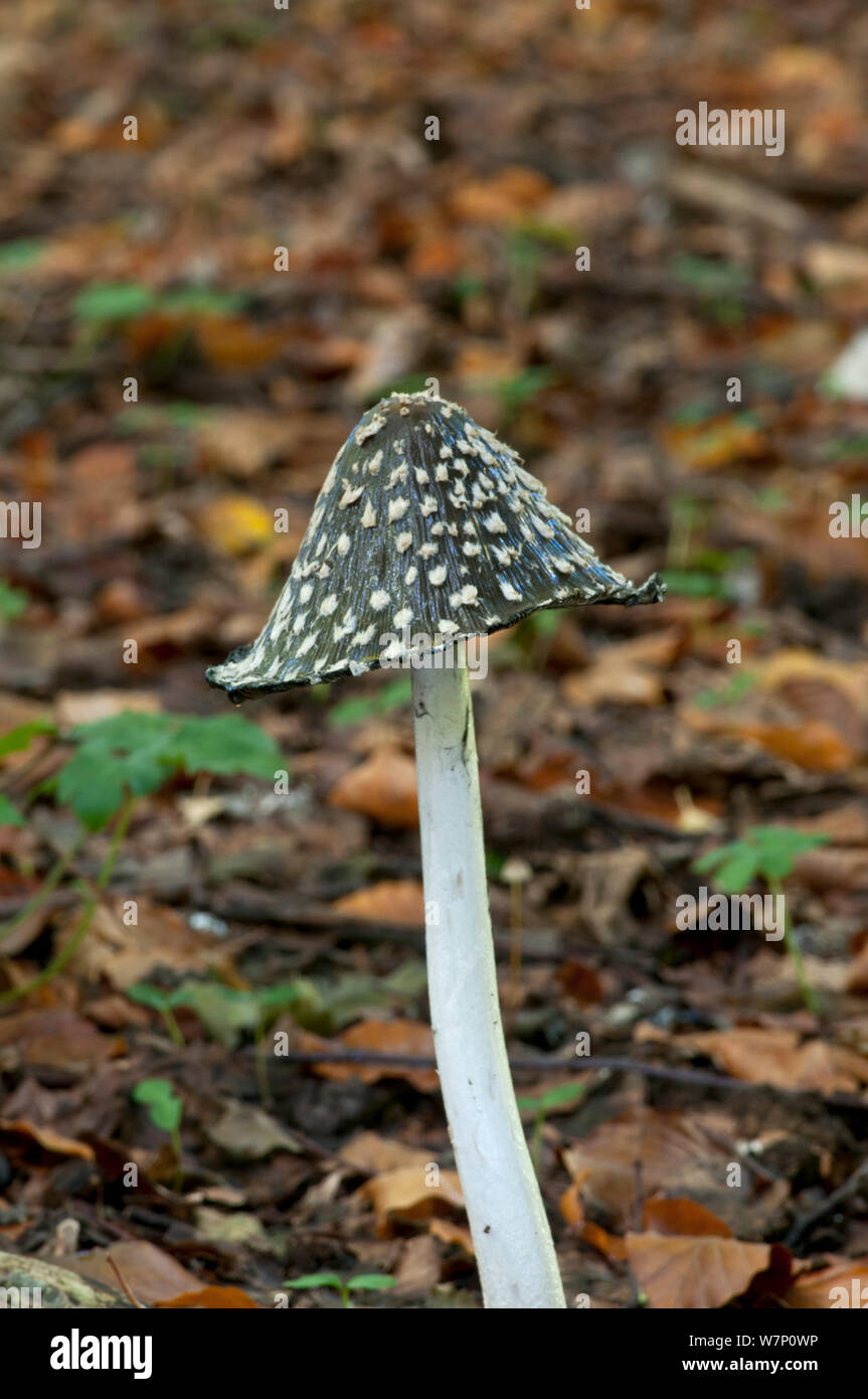 Magpie fungus (Coprinus picaceus) growing on woodland floor, Surrey, England, UK, October. Stock Photo
