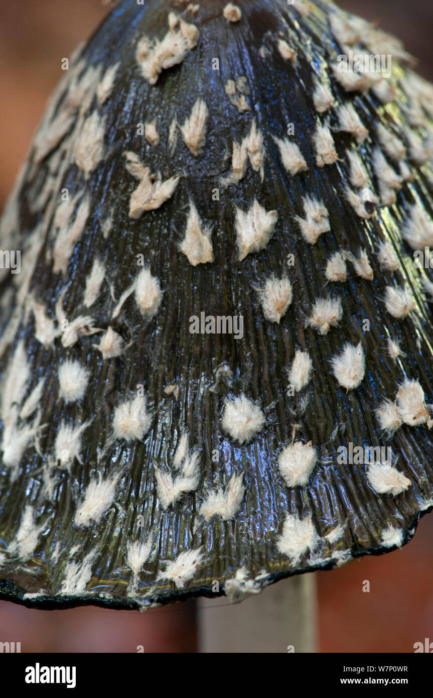 Close up of the cap of a Magpie fungus (Coprinus picaceus), Surrey, England, UK, October. Stock Photo