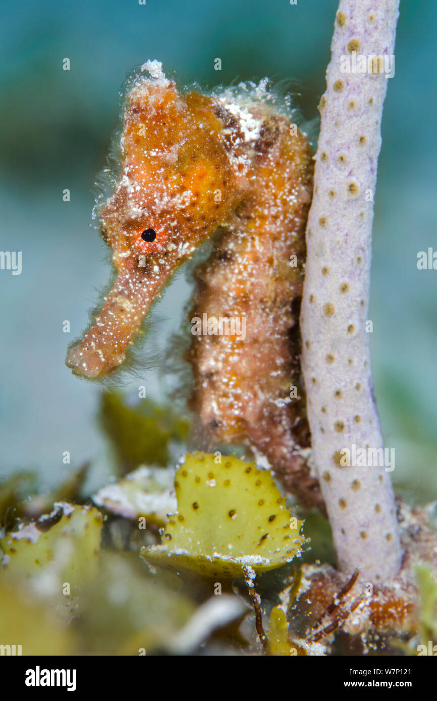 Seahorse tail hi-res stock photography and images - Alamy