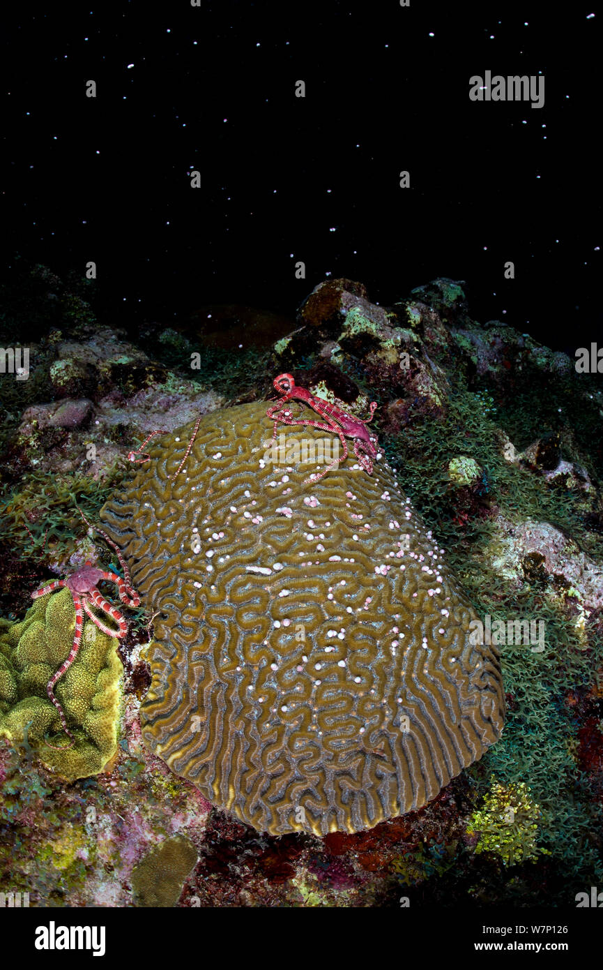 Three Ruby brittlestars (Ophioderma rubicundum) climbing a Symmeterical brain coral (Diploria strigosa) as it spawns at night in late summer. East End, Grand Cayman, Cayman Islands, British West Indies. Caribbean Sea. Stock Photo