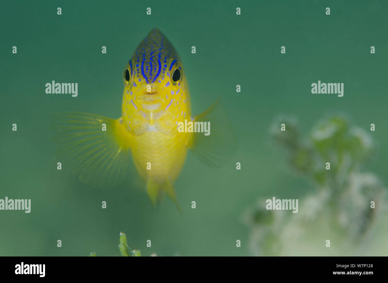 Portrait of a Beaugregory fish (Stegastes leucostictus) in shallow water, East End, Grand Cayman, Cayman Islands, British West Indies, Caribbean Sea. Stock Photo