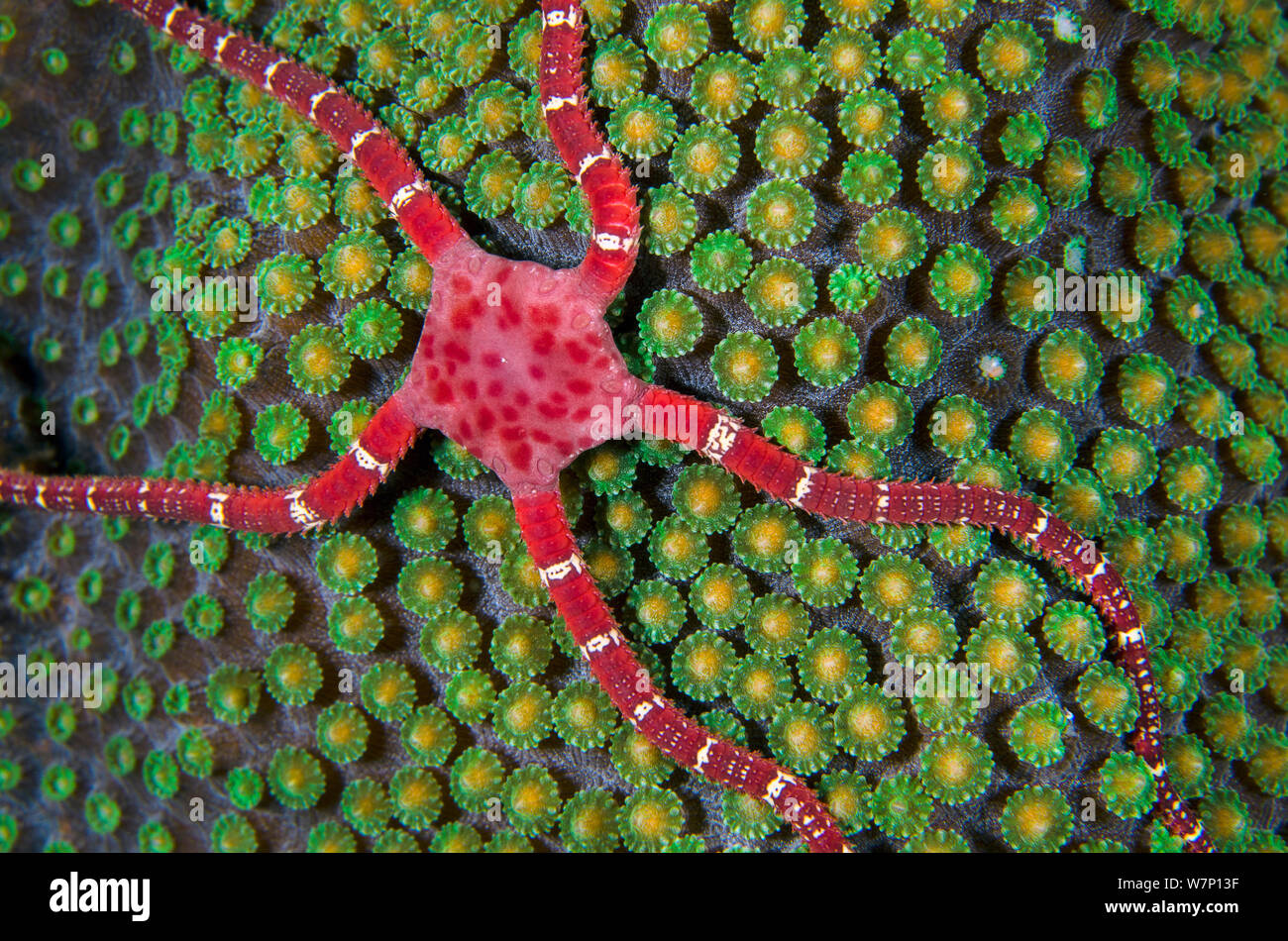 Brittlestar night caribbean hires stock photography and images Alamy