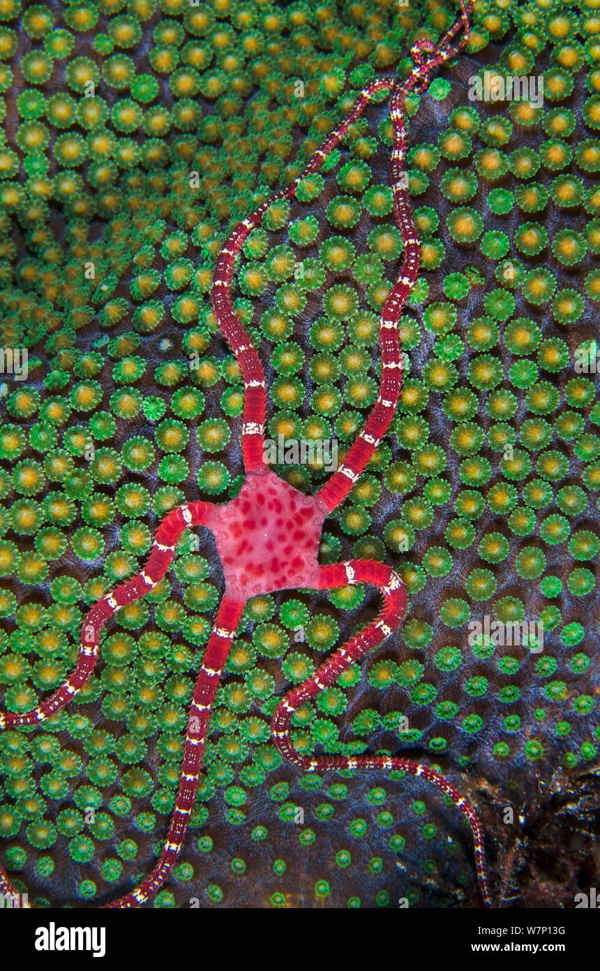 Ruby brittle star (Ophioderma rubicundum) climbing on top of a