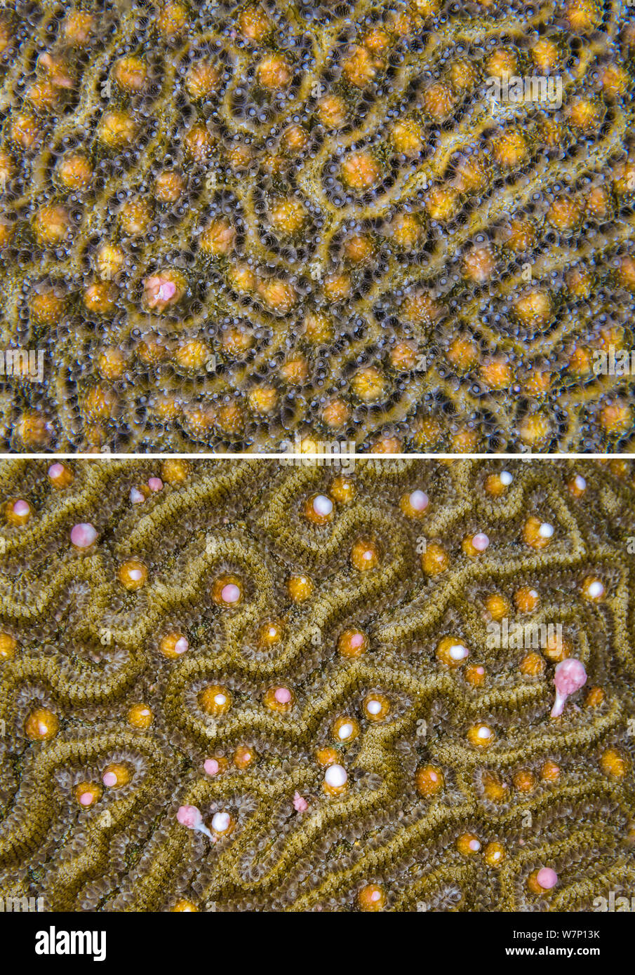 Two photos of a Symmeterical brain coral (Diploria strigosa) spawning at night, showing views before and during the release of the gamete bundles, East End, Grand Cayman, Cayman Islands, British West Indies, Caribbean Sea. Stock Photo
