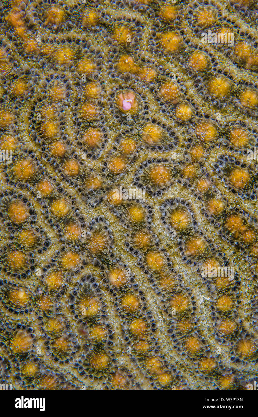 A Symmeterical brain coral (Diploria strigosa) preparing to spawn at night, with one gamete bundle beginning to be released, East End, Grand Cayman, Cayman Islands, British West Indies, Caribbean Sea. Stock Photo