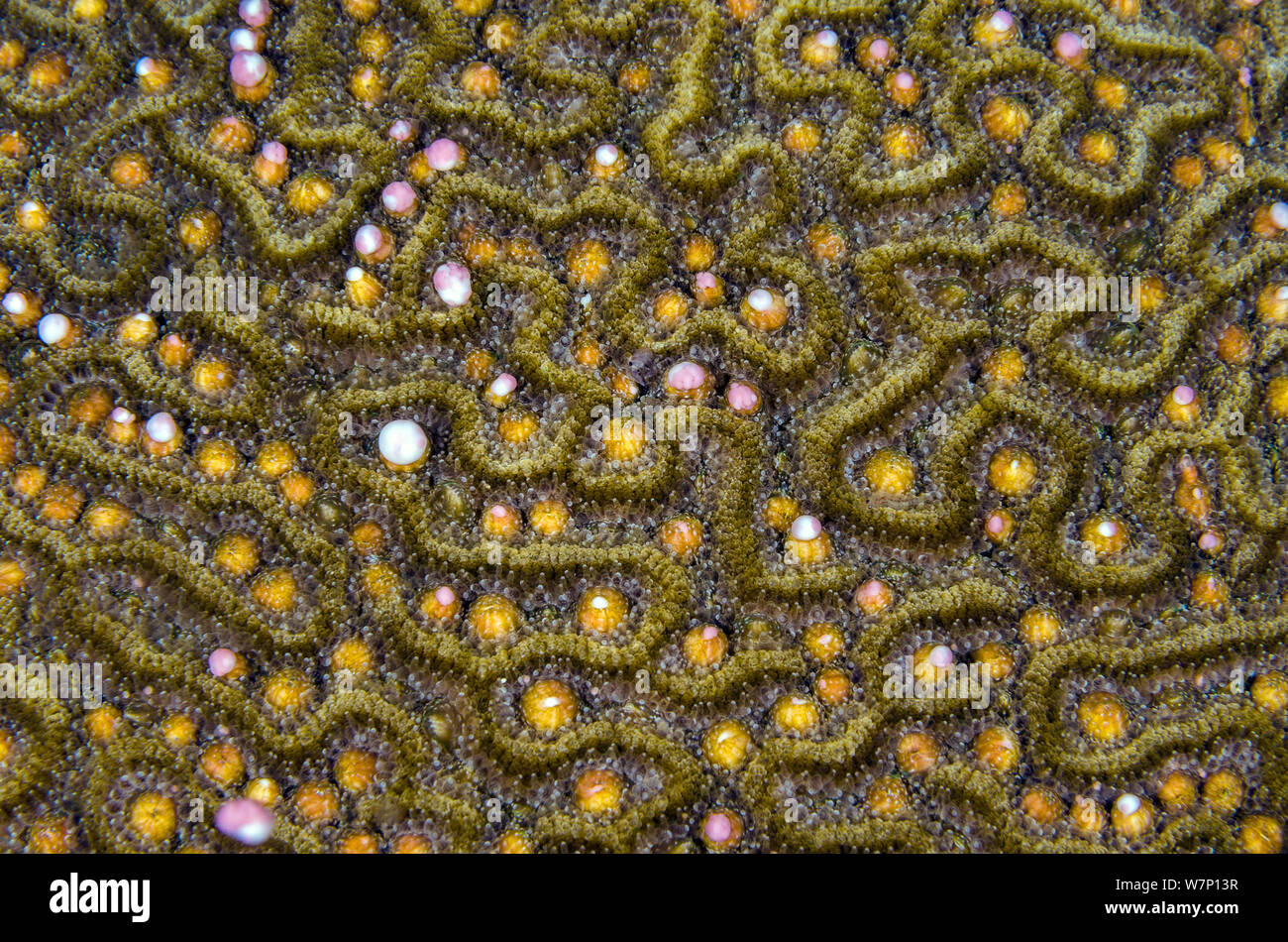 A Symmeterical brain coral (Diploria strigosa) spawning at night, releasing pink and white bundles of eggs and sperm from the polyps within its grooves, East End, Grand Cayman, Cayman Islands, British West Indies, Caribbean Sea. Stock Photo