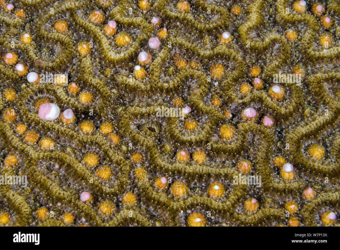 A Symmeterical brain coral (Diploria strigosa) spawning at night, releasing pink and white bundles of eggs and sperm from the polyps within its grooves, East End, Grand Cayman, Cayman Islands, British West Indies, Caribbean Sea. Stock Photo