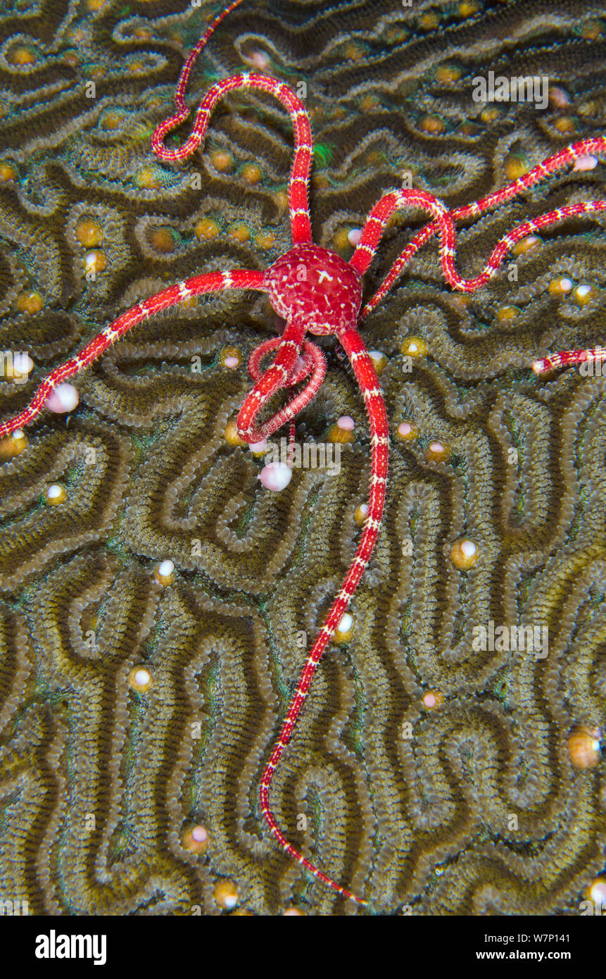 A Ruby brittle star (Ophioderma rubicundum) feeding on the spawn from a Symmeterical brain coral (Diploria strigosa), East End, Grand Cayman, Cayman Islands, British West Indies, Caribbean Sea. Stock Photo