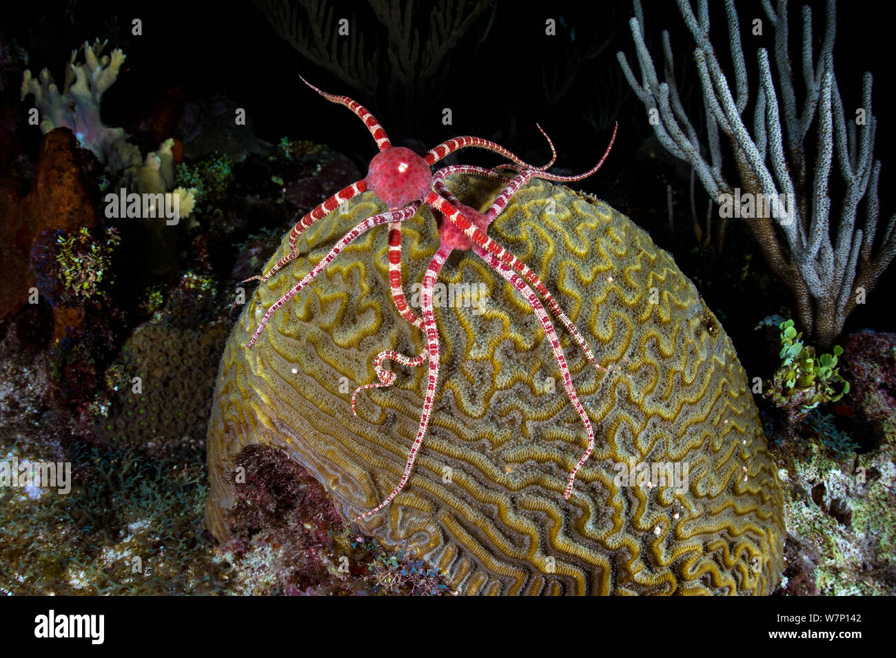 Two Ruby brittlestars (Ophioderma rubicundum) climbing a Symmeterical brain coral (Diploria strigosa) as it spawns at night in order to feed on the coral eggs, East End, Grand Cayman, Cayman Islands, British West Indies. Caribbean Sea. Stock Photo