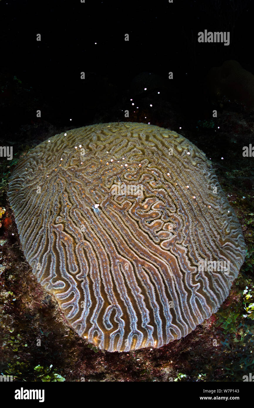A Grooved brain coral (Diploria labyrinthiformis) spawning at night, releasing pink and white bundles of eggs and sperm from the polyps within its grooves, East End, Grand Cayman, Cayman Islands, British West Indies, Caribbean Sea. Stock Photo