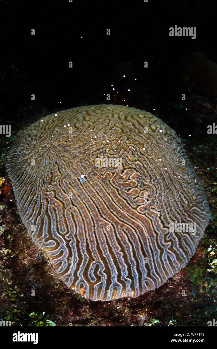 Corals sperm hires stock photography and images Alamy