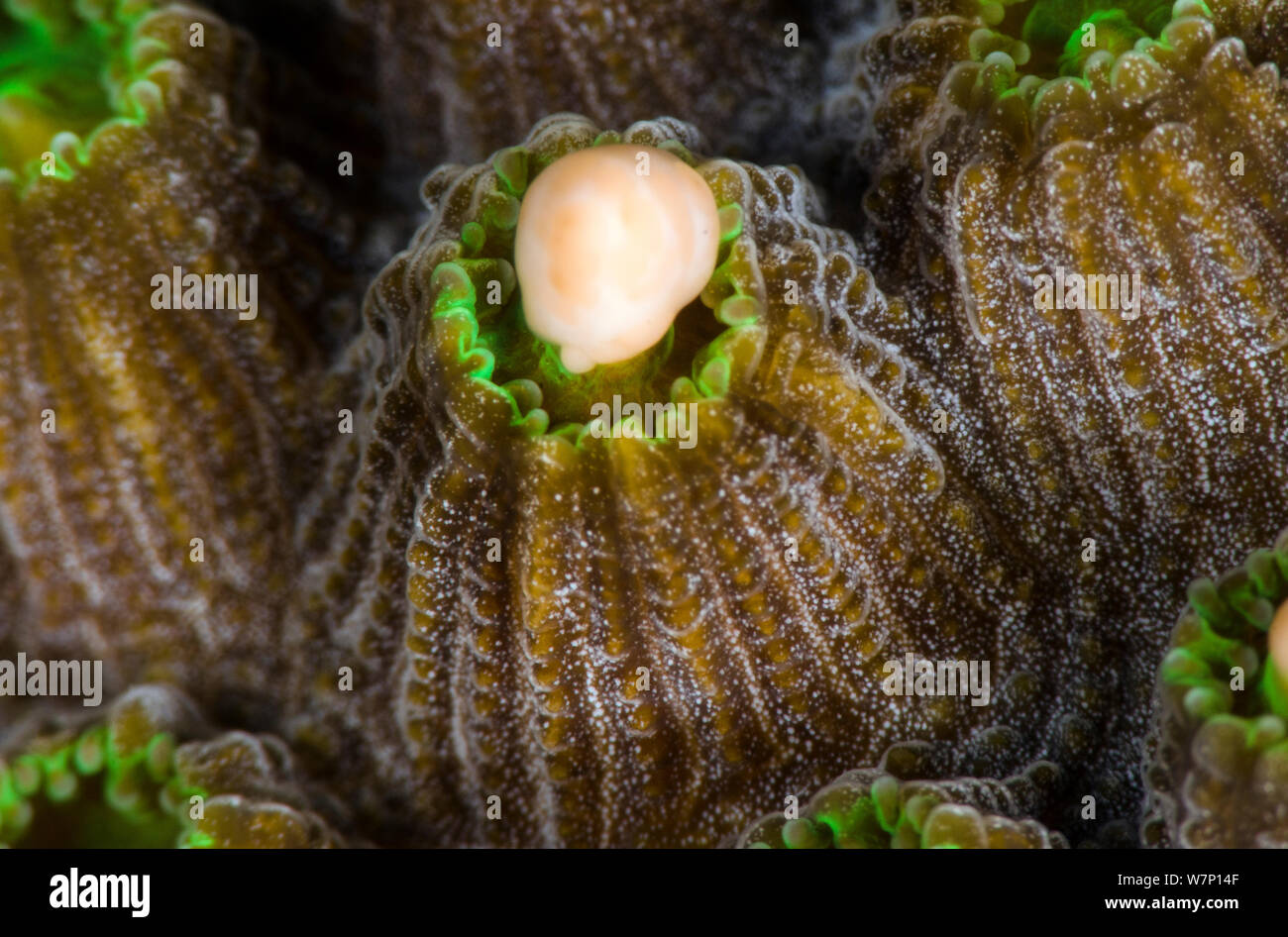 A Mountainous star coral (Montastraea faveolata) spawning at night, with a gamete bundle being