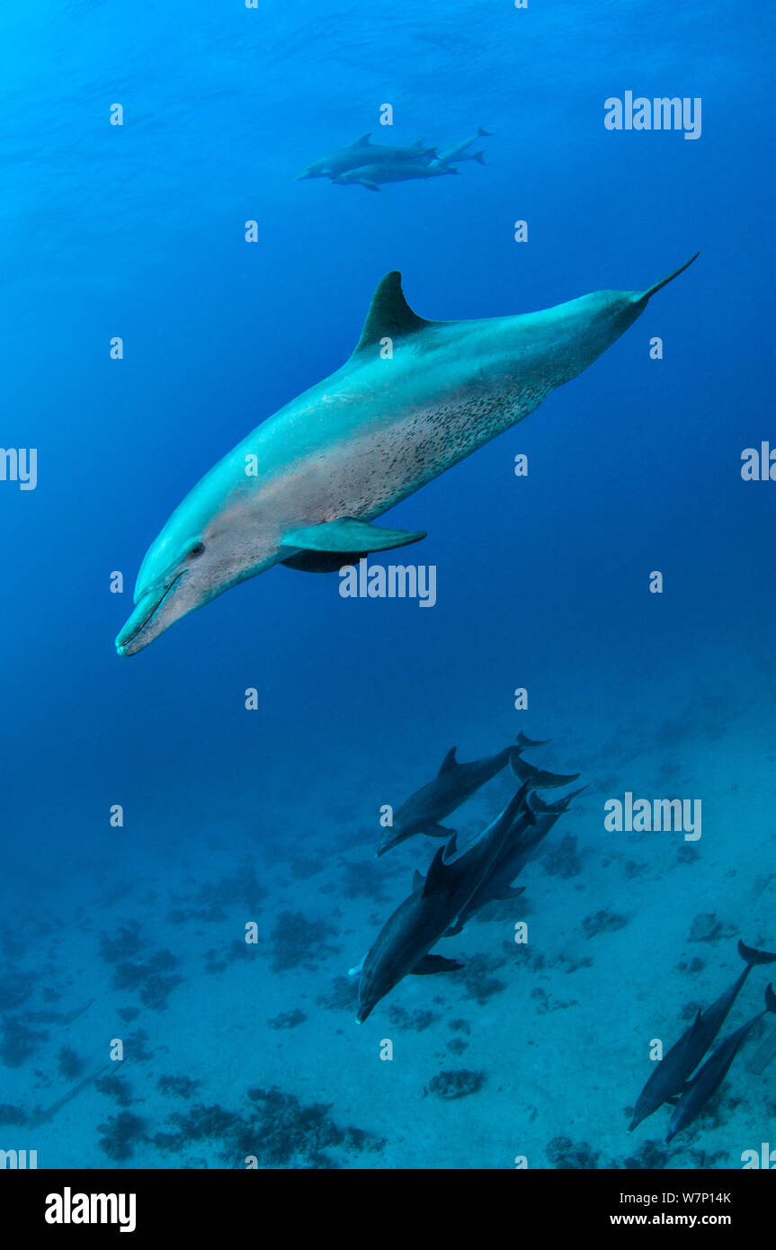 Pod of Bottlenose dolphins (Tursiops truncatus),  Abu Nuhas, Strait Of Gubal, Egypt, Red Sea. Stock Photo