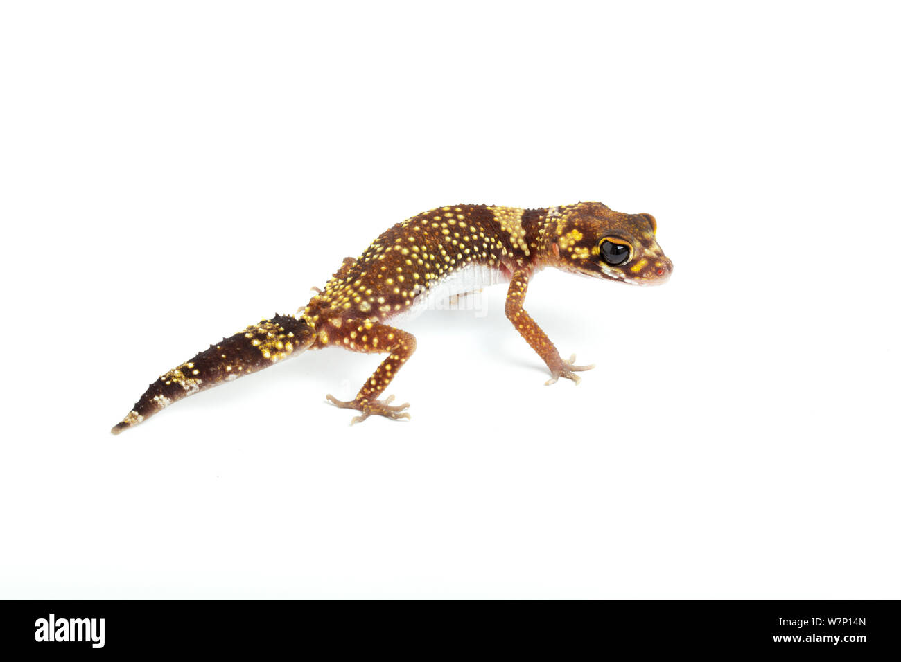 Thick-tailed / Barking Gecko (Nephrurus / Underwoodisaurus milii). Endemic to Australia. Stock Photo