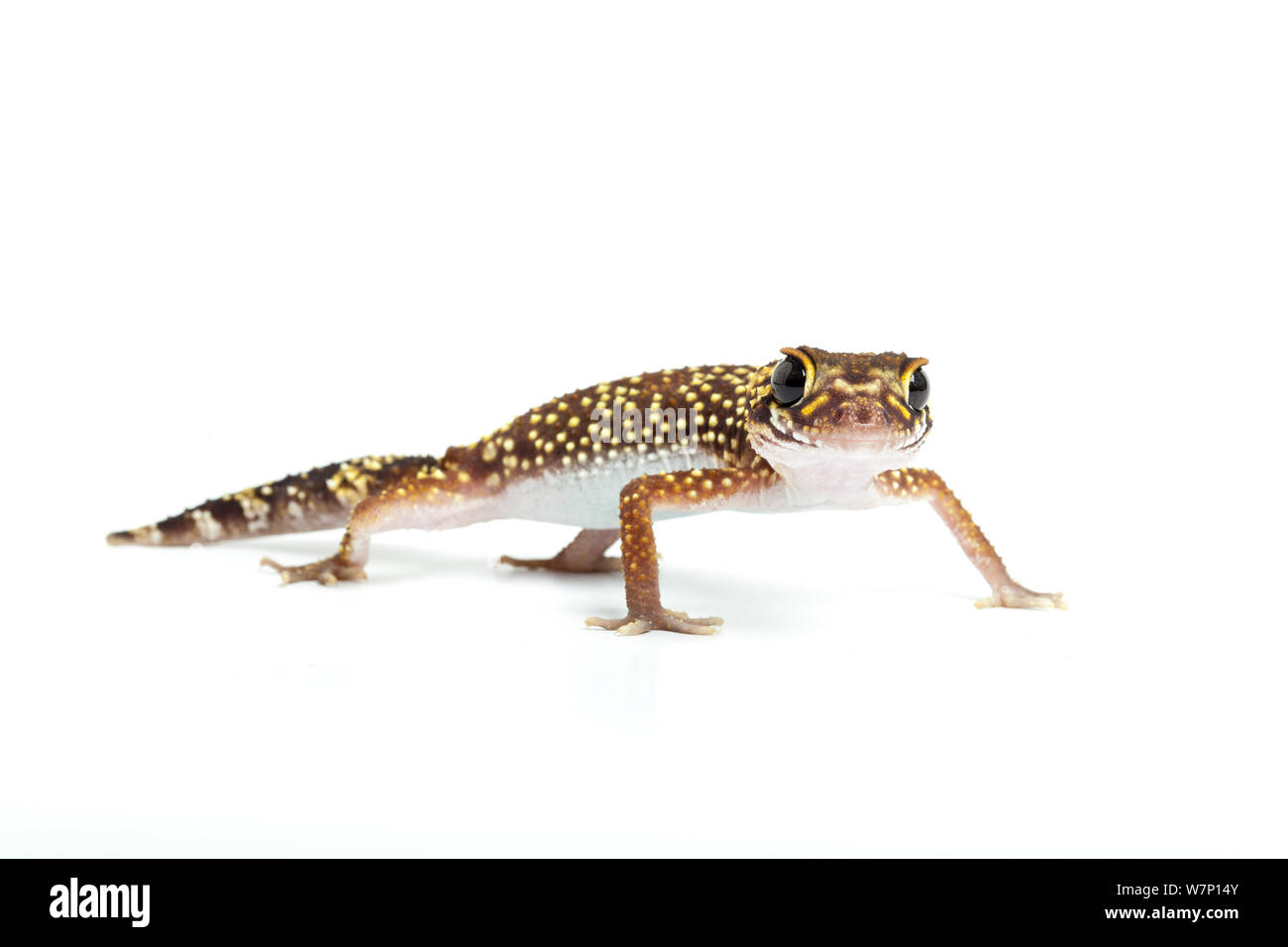 Thick-tailed / Barking Gecko (Nephrurus / Underwoodisaurus milii). Endemic to Australia. Stock Photo