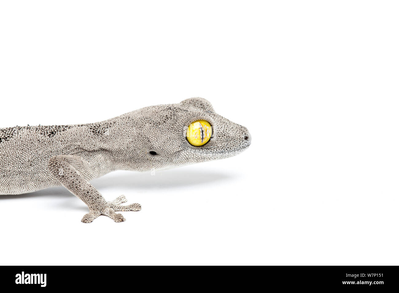 Soft spiny-tailed Gecko (Strophurus spinigerus) in profile. Endemic to Western / Northern Australia. Stock Photo