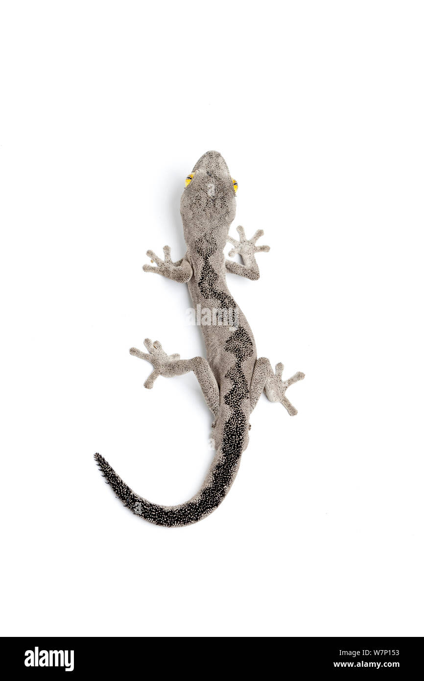 Soft spiny-tailed gecko (Strophurus spinigerus). Endemic to Western / Northern Australia. Stock Photo