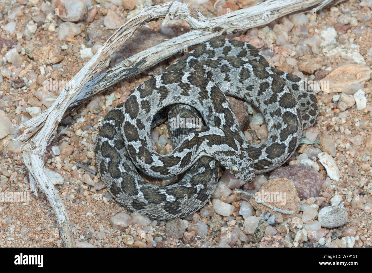 Common, or rhombic, egg-eating snake, (Dasypeltis scabra). Near Springbok, South Africa, October. Stock Photo