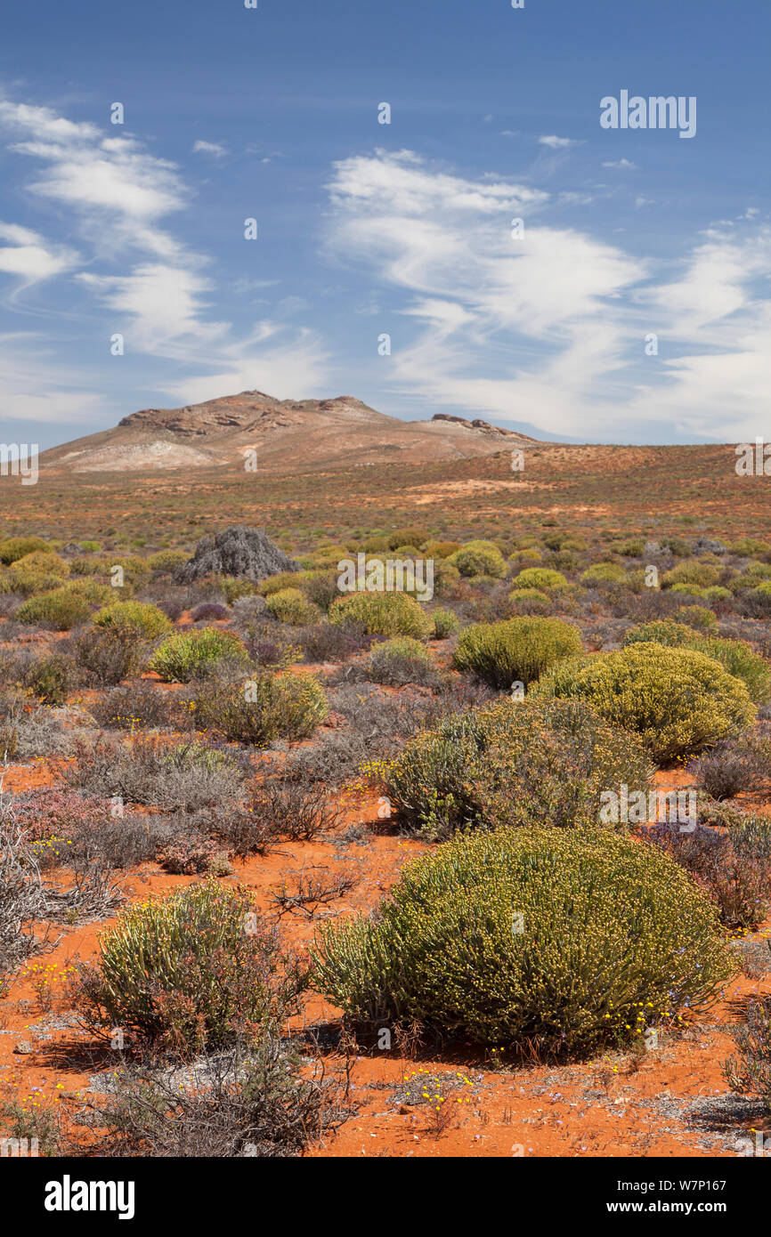 Landscape of succulent karoo / veldt habitat. Near Springbok, Namaqualand, South Africa, October 2012. Stock Photo