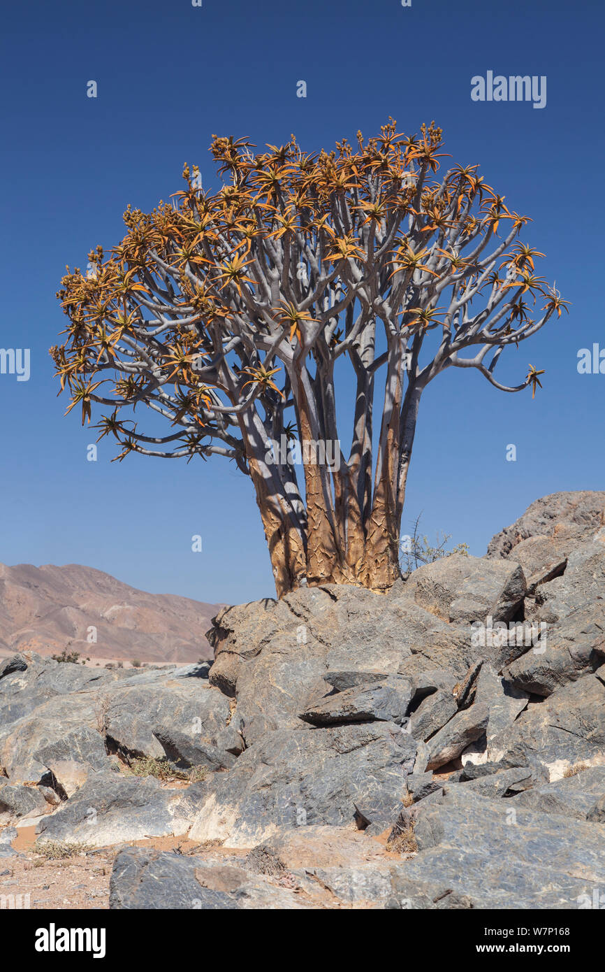 Maiden's quiver tree (Aloe ramosissima). Richtersveld, South Africa. Endangered. Stock Photo