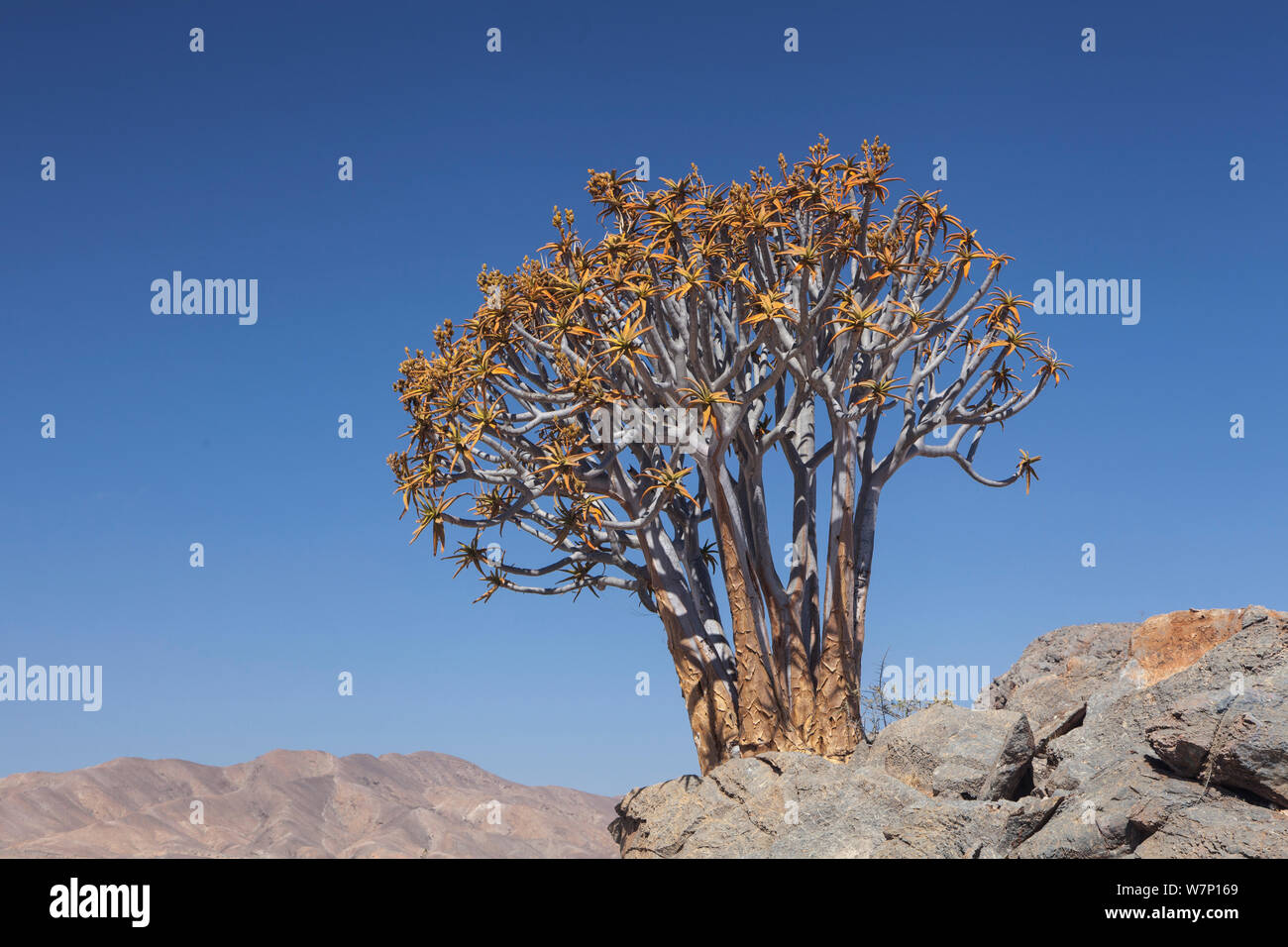 Maiden's quiver tree (Aloe ramosissima). Richtersveld, South Africa. Endangered. Stock Photo