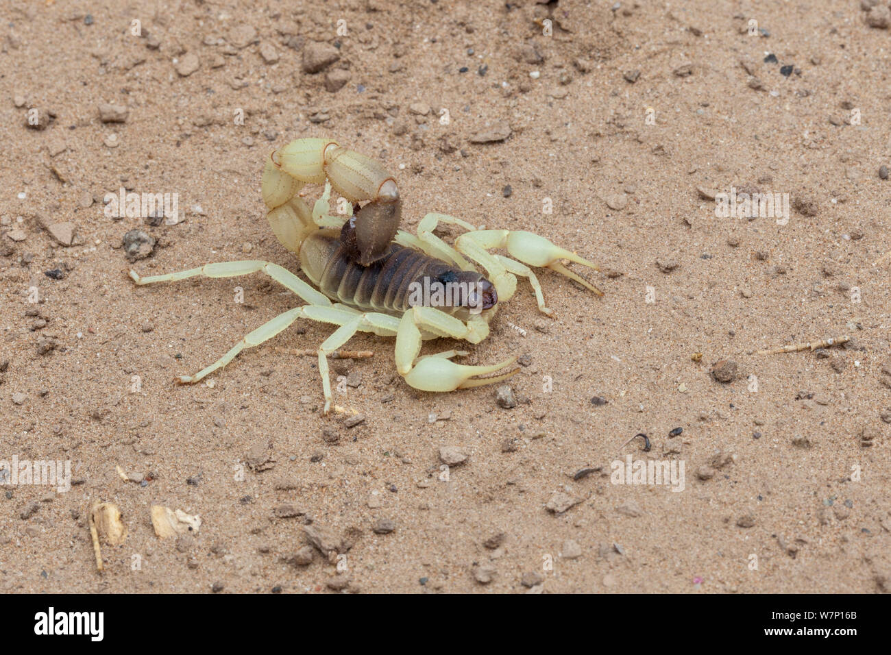Scorpion. Richtersveld, South Africa. Stock Photo