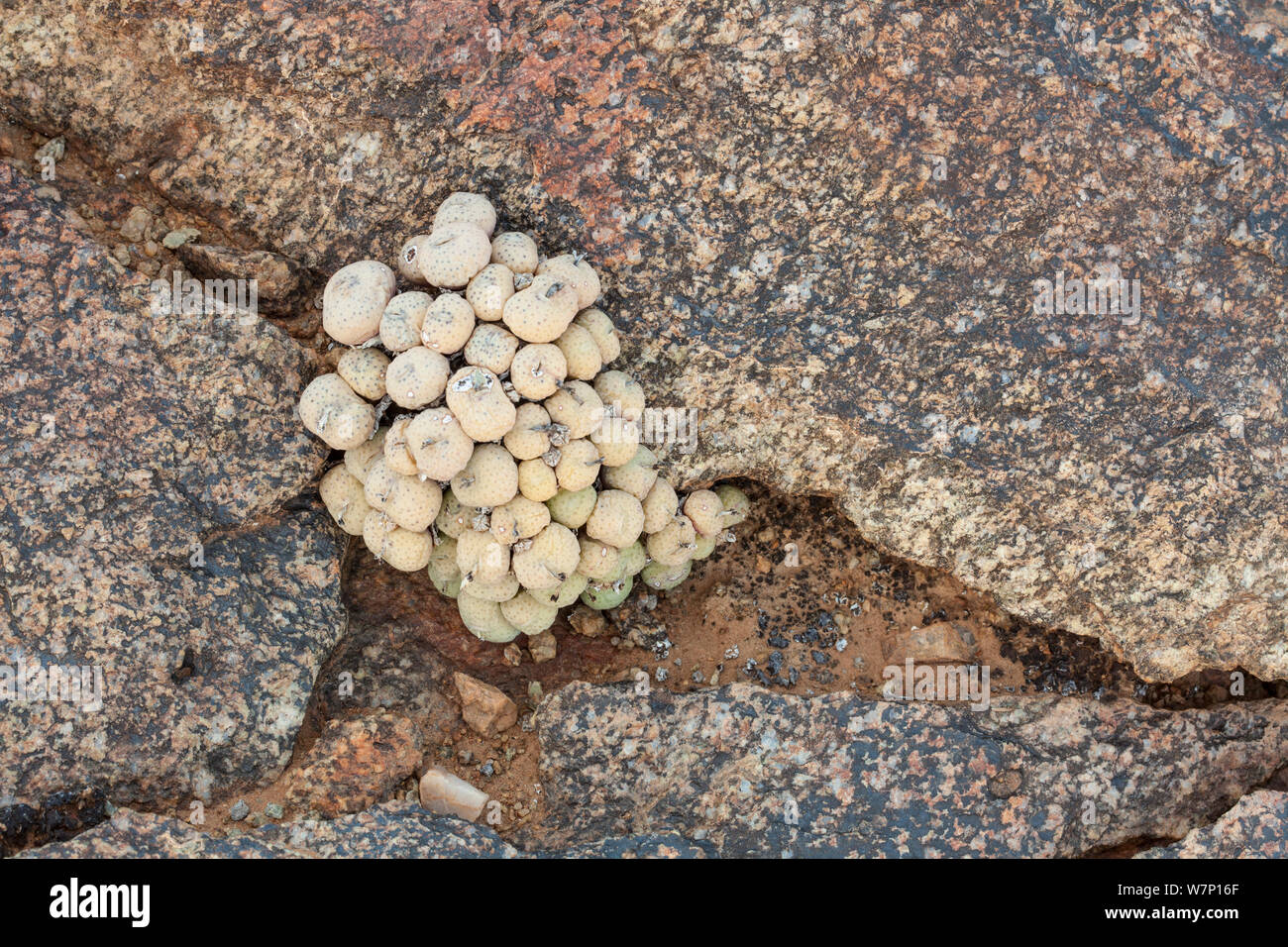 Conophytum species. Richtersveld, South Africa, October. Stock Photo