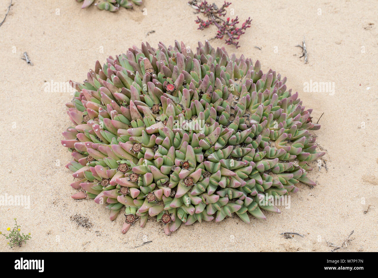 Cheiridopsis species. Port Nolloth, South Africa, October. Stock Photo