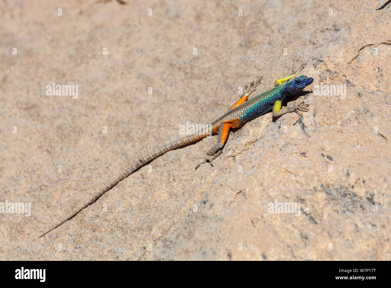 Augrabies flat lizard (Platysaurus broadleyi). Augrabies Falls National Park, South Africa, October. Stock Photo