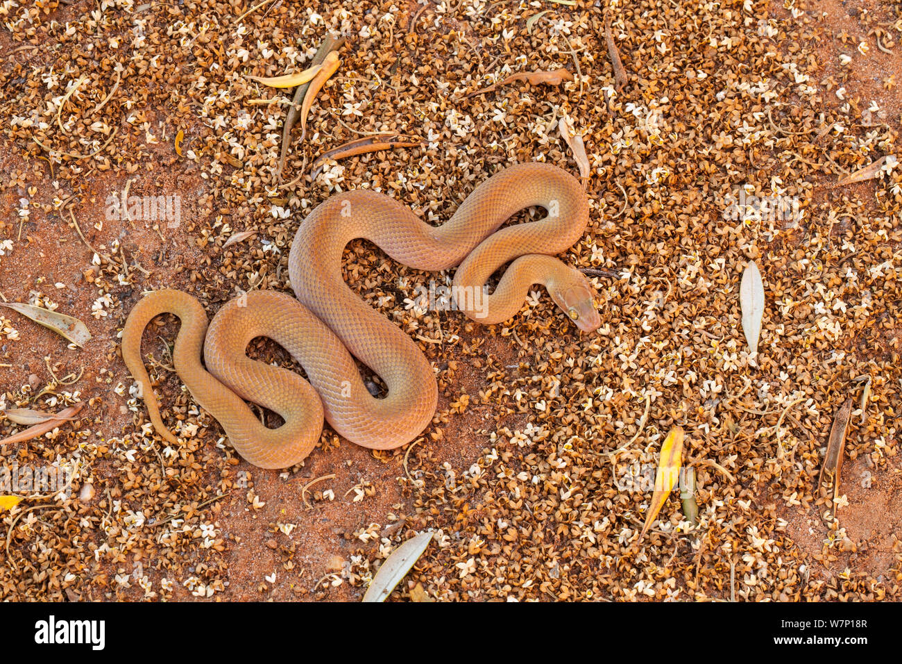 Namibian / Big Eyed House Snake (Boaedon / Lamprophis mentalis). Springbok, South Africa, October. Stock Photo