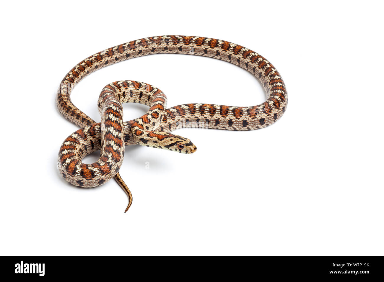 Leopard / European Rat Snake (Zamenis situla). Endemic to Mediterranean region. Stock Photo