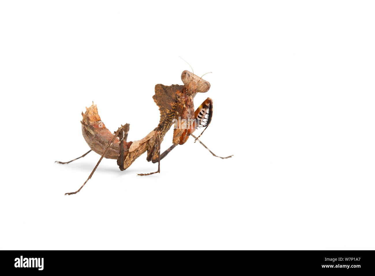 Dead leaf mimic mantis (Deroplatys dessicata). Stock Photo