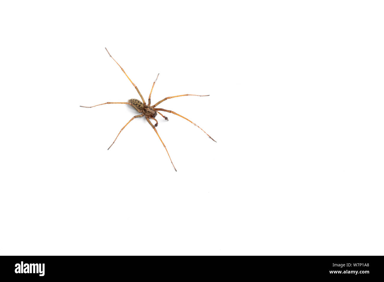 House / Cobweb spider (Tegenaria duellica). Stock Photo