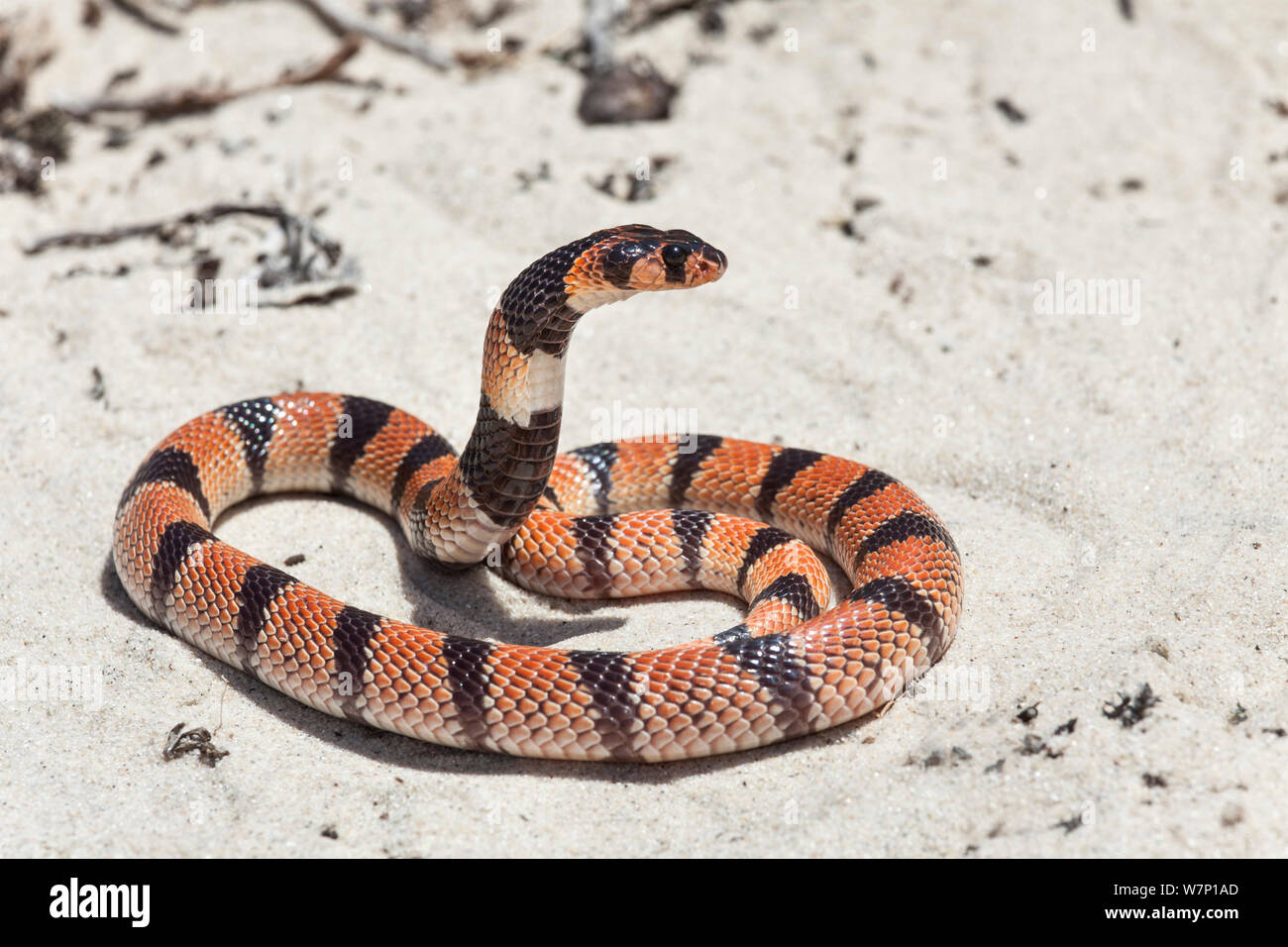 African Coral Snake (Aspidelaps lubricus) in striking pose. Springbok, South Africa. Stock Photo