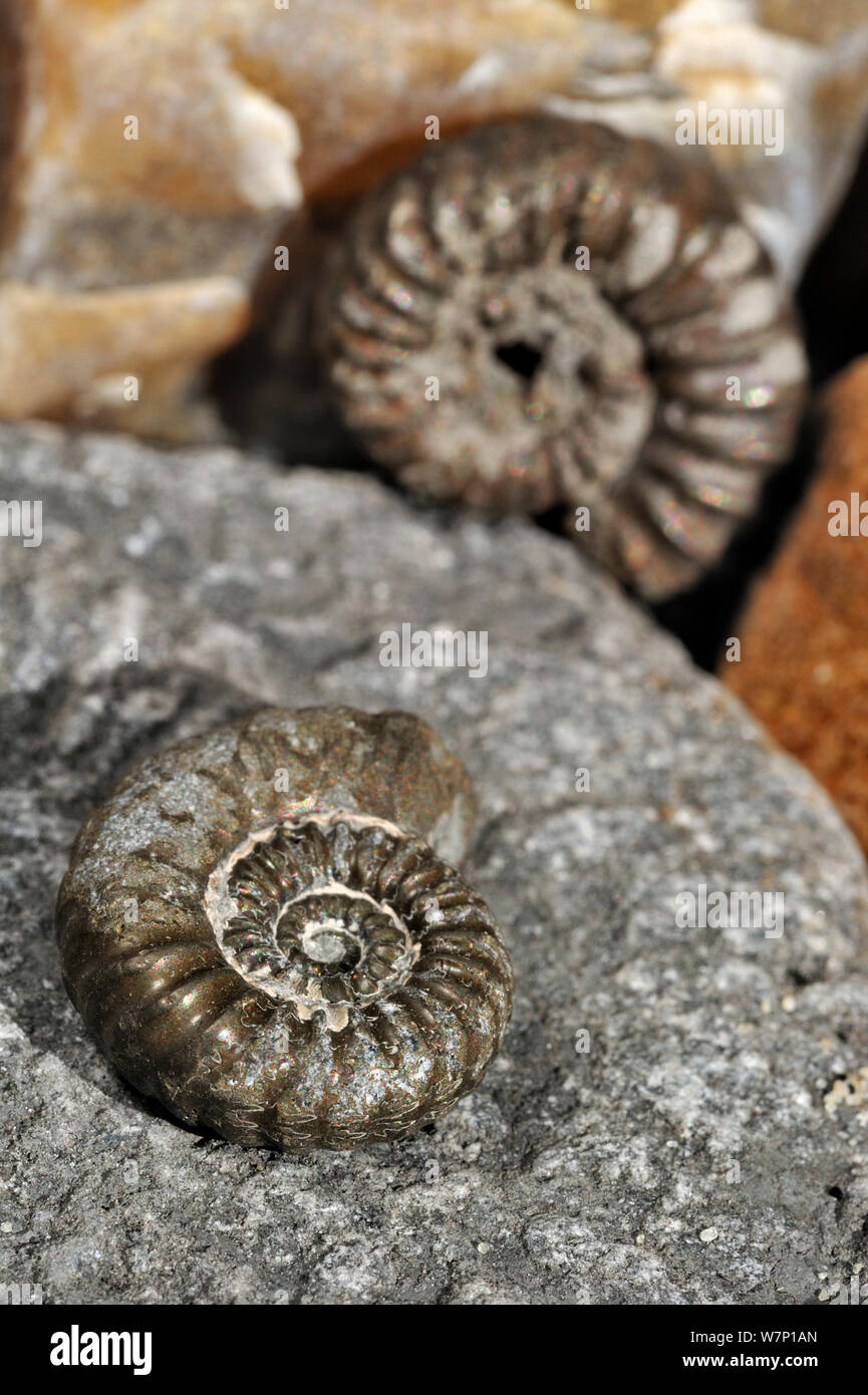 Ammonite fossils (Promicroceras planicosta) on shingle beach near Lyme Regis along the Jurassic Coast, Dorset, southern England, UK November 2012 Stock Photo