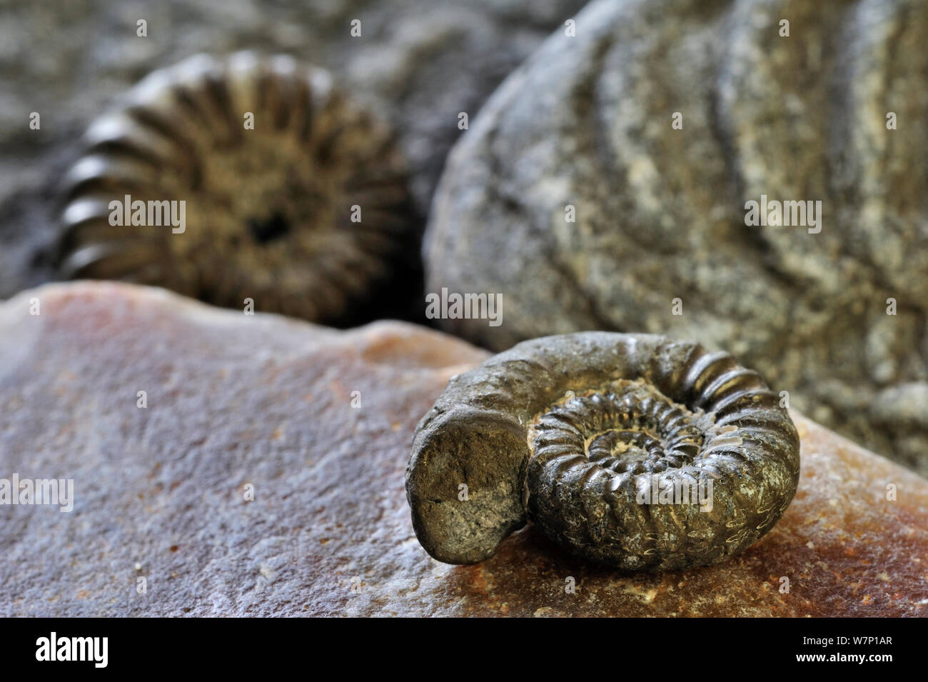 Ammonite fossils (Promicroceras planicosta) on shingle beach near Lyme Regis along the Jurassic Coast, Dorset, southern England, UK, November 2012 Stock Photo