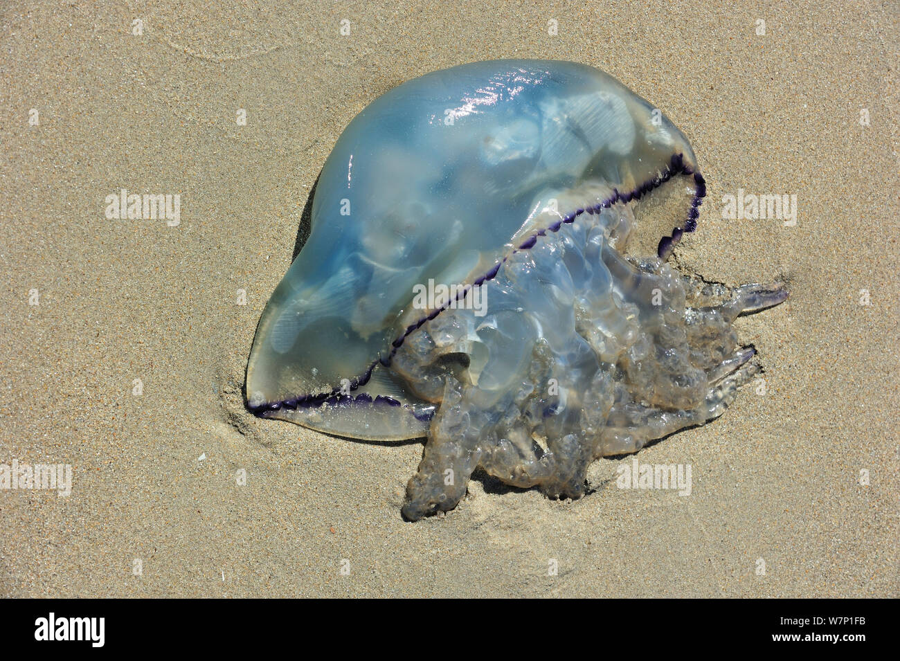 Barrel jellyfish (Rhizostoma octopus) washed up on beach along the North Sea coast, Nord-Pas-de-Calais, France, August Stock Photo
