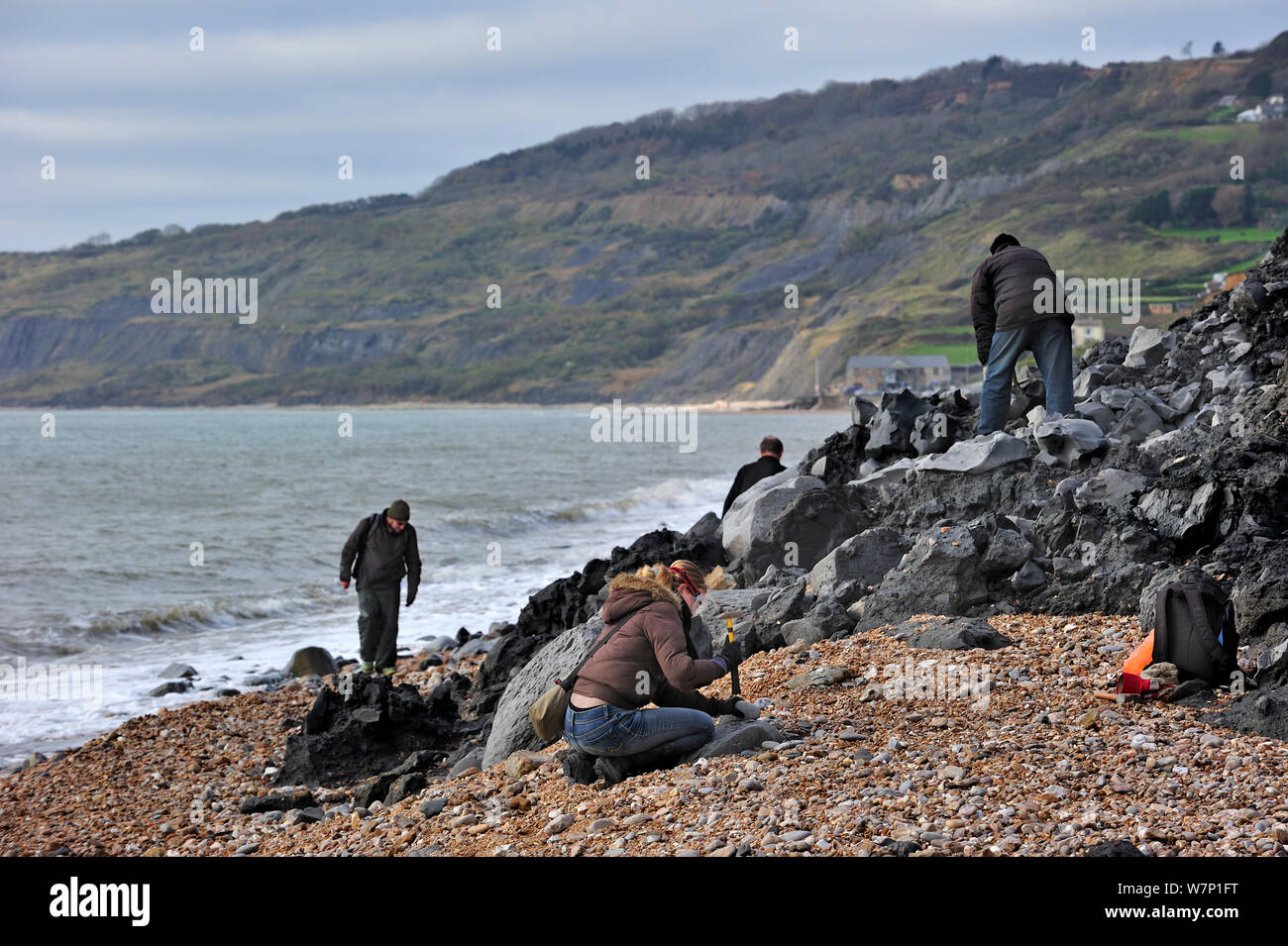 Palaeontologists and tourists looking for fossils on beach after landslide at the Black Ven between Lyme Regis and Charmouth along the Jurassic Coast, Dorset, UK, November 2012 Stock Photo