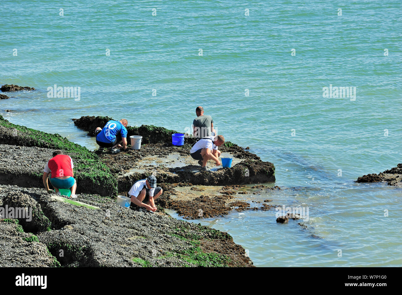 Men looking for shellfish for consumption, like mussels and periwinkles, among the rocks along the North Sea coast, Nord-Pas-de-Calais, France August 2012 Stock Photo