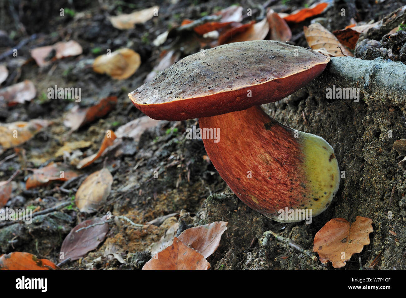 Dotted stem bolete (Boletus erythropus / erythropus) growing in forest in autumn, Belgium, October Stock Photo