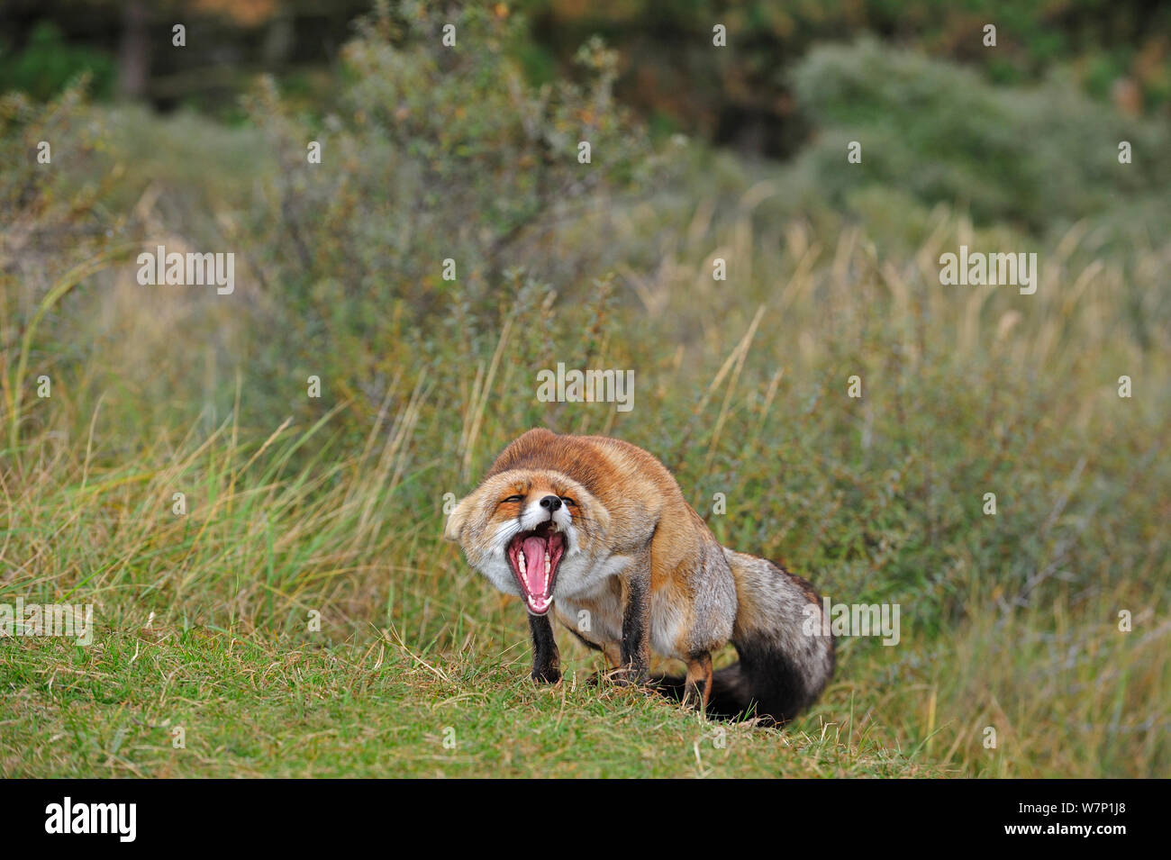 Red fox (Vulpes vulpes) in defensive posture showing teeth and keeping ...