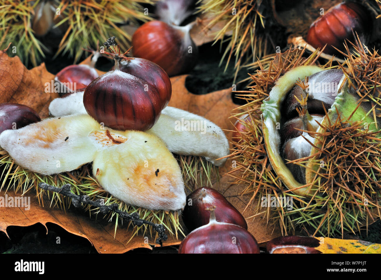 Spiny cupules and chestnuts of the sweet chestnut tree / marron (Castanea sativa) amongst autumn leaves on the forest floor, Belgium, October Stock Photo