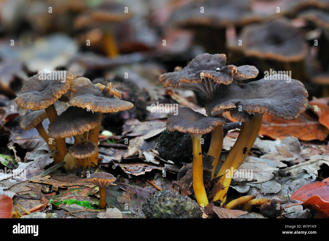 Trumpet chanterelle / Yellowfoot / Winter mushroom / Funnel Chanterelle (Cantharellus tubaeformis) growing in leaf litter on forest floor in autumn, Belgium, October Stock Photo