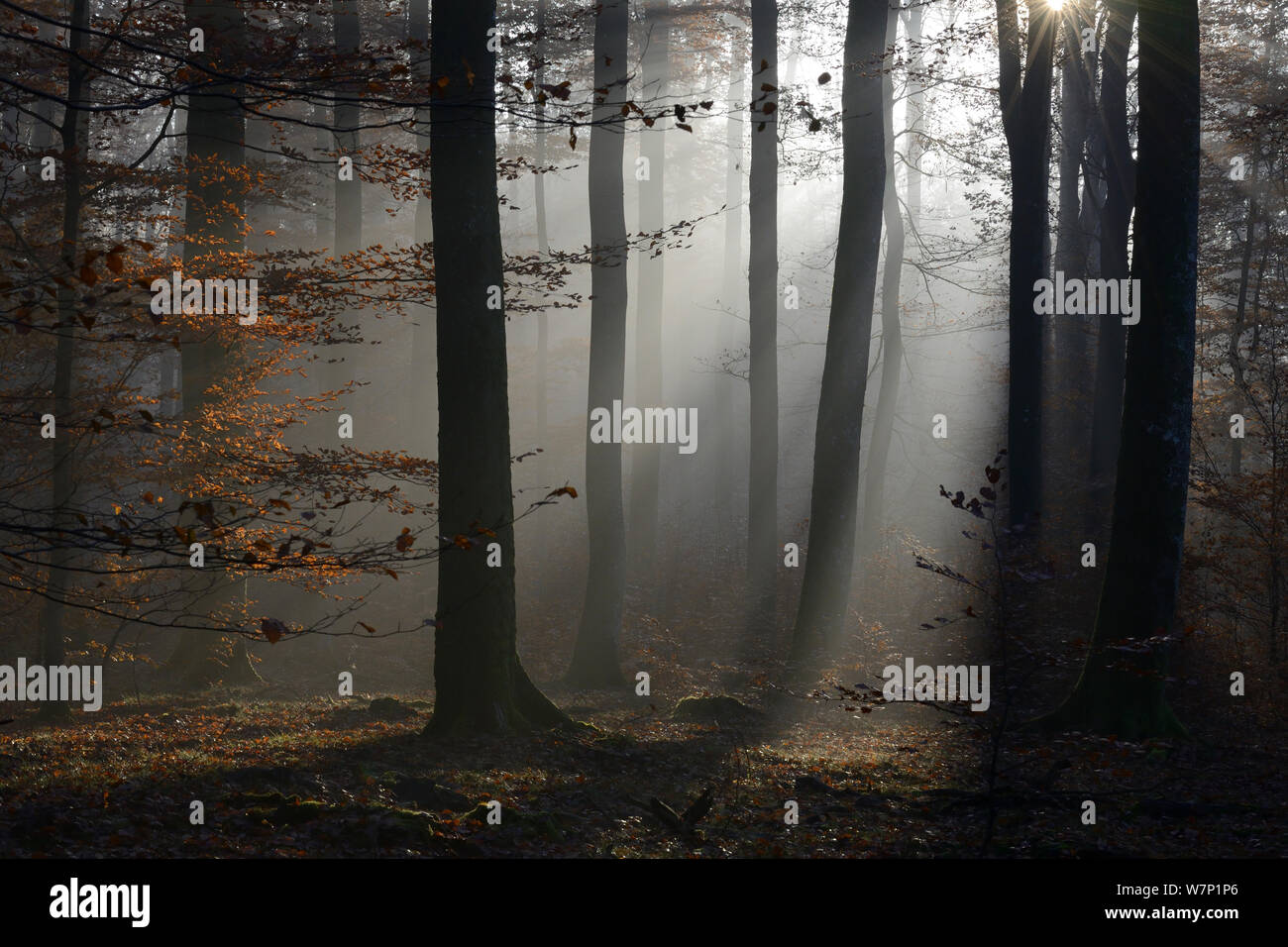 Sunlight france forest hi-res stock photography and images - Alamy