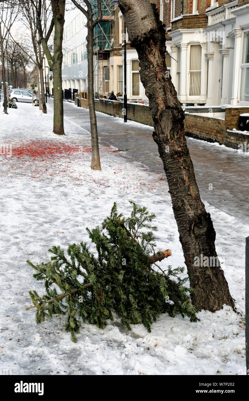 Discarded Christmas tree in snow in a Highbury street awaiting a